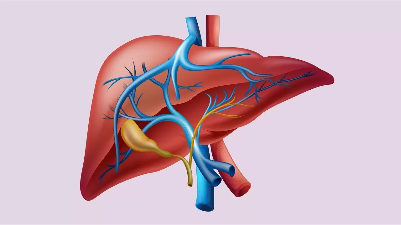 Karaciğer Fonksiyon Testleri image